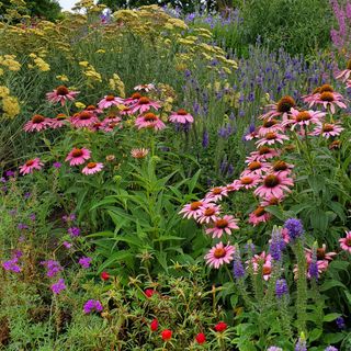 wild flowers fields with red, yellow, purple and pink flowers