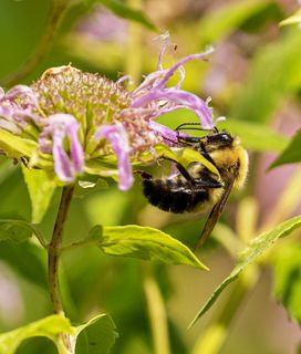 Bee hanging on a flower reaching the petals