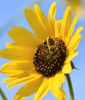 Bee in sunflower