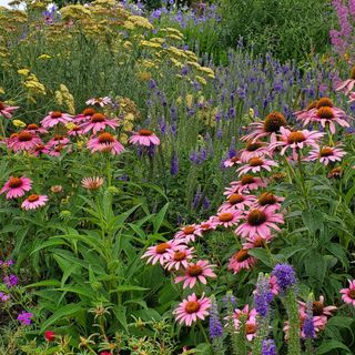 A colorful summer garden with pink coneflowers, purple blooms, and tall yellow yarrow surrounded by lush green foliage.