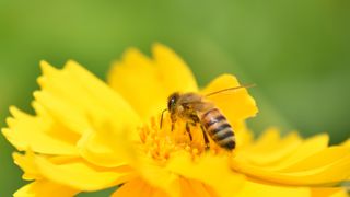 Bee on top of wild yellow flower