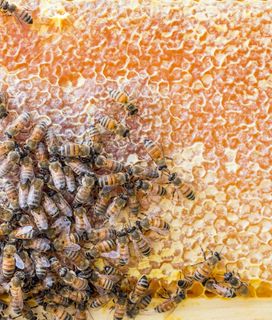 SEVERAL BEES ON HIVE