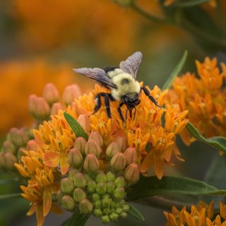 A close-up of a bumblebee feeding on vibrant orange flowers, with unopened buds and green foliage in the background.