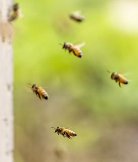 Bees flying towards hive