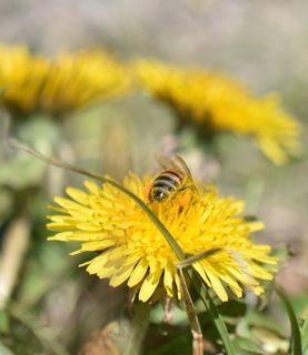 A honeybee covered in orange pollen sits on a bright yellow dandelion.