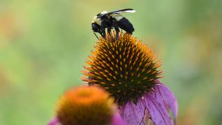 Bee over wild flower