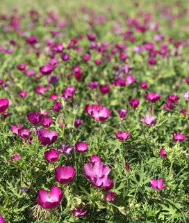 field of wild flowers