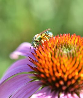A green bee on a purple coneflower.