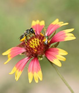 bees pollinating red with yellow flower