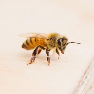 Bee standing on clear surface