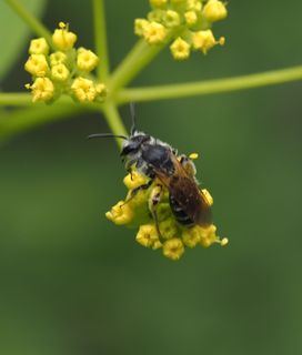 MINING BEES