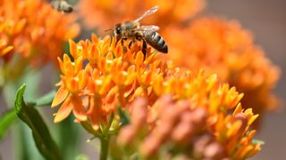 A honeybee collects nectar from a cluster of vibrant orange milkweed flowers.