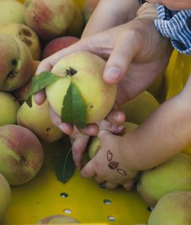 A child's hand with a bee drawing on it reaches for a peach held by an adult's hands, amidst a bin of peaches.
