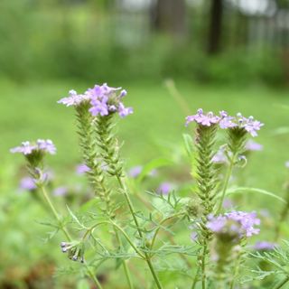 Slender green plants with small purple flower clusters.