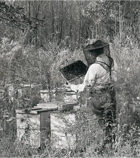 Old picture in black and white of a beekeeper inspecting a hive