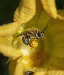 SQUASH BEES