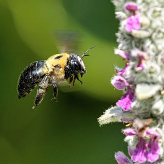 CARPENTER BEES