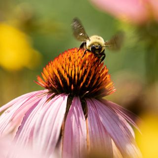 A fluffy, black and yellow bumblebee with outstretched wings is positioned above the spiky orange center of a pink coneflower.
