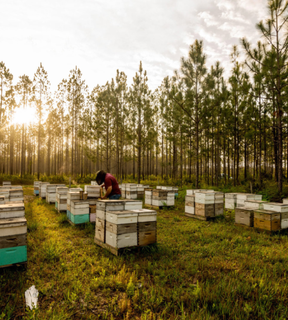 A beekeeper tending their bees at golden hour