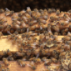 a lot of bees