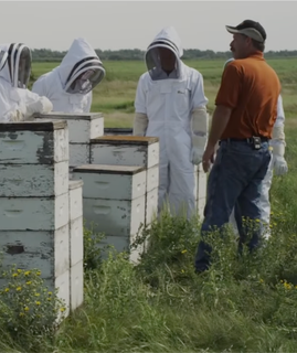 Beekeepers inspecting hives