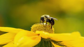 Bee on top of wild yellow flower close-up