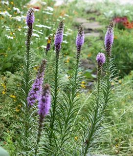 Tall purple blazing star flowers (Liatris spicata) growing in a lush garden with other wildflowers in the background.