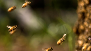 Bees flying towards the hive