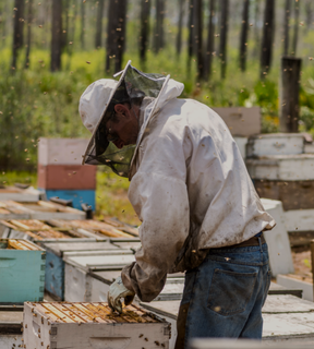 Another beekeeper tending their bees