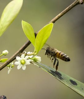 A honeybee flies towards small white flowers on a leafy branch.