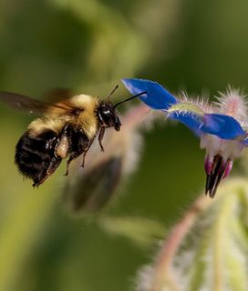 Bumblebee flying towards a blue flower