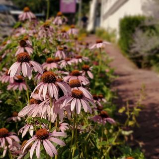 Purple coneflowers line a brick path.
