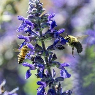 A honeybee and bumblebee flying around purple flowers