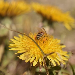 A honeybee forages a yellow dandelon