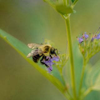 Bee close up