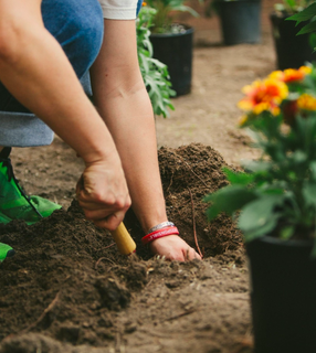 Person wearing a Beesponsible bracelet while planting flowers in a garden