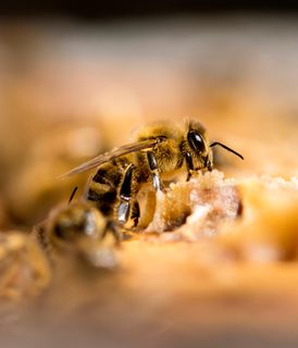 Close-up of a honeybee feeding on a honeycomb surface, with its details and texture sharply in focus