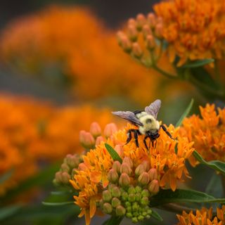 Bee pollinating orange flower