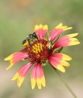 A bee with yellow pollen and a tiny green insect are on a pink and yellow blanket flower.