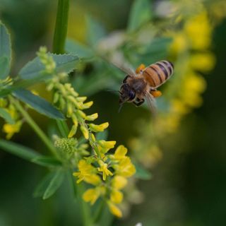 Bee close up