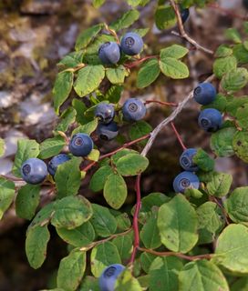 Blueberries growing on a blueberry bush