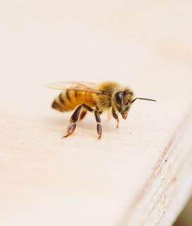 Honey bee profile anatomy