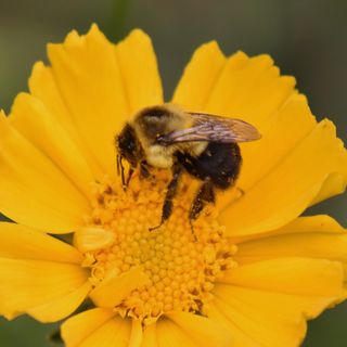 Bumblebee on a yellow flower