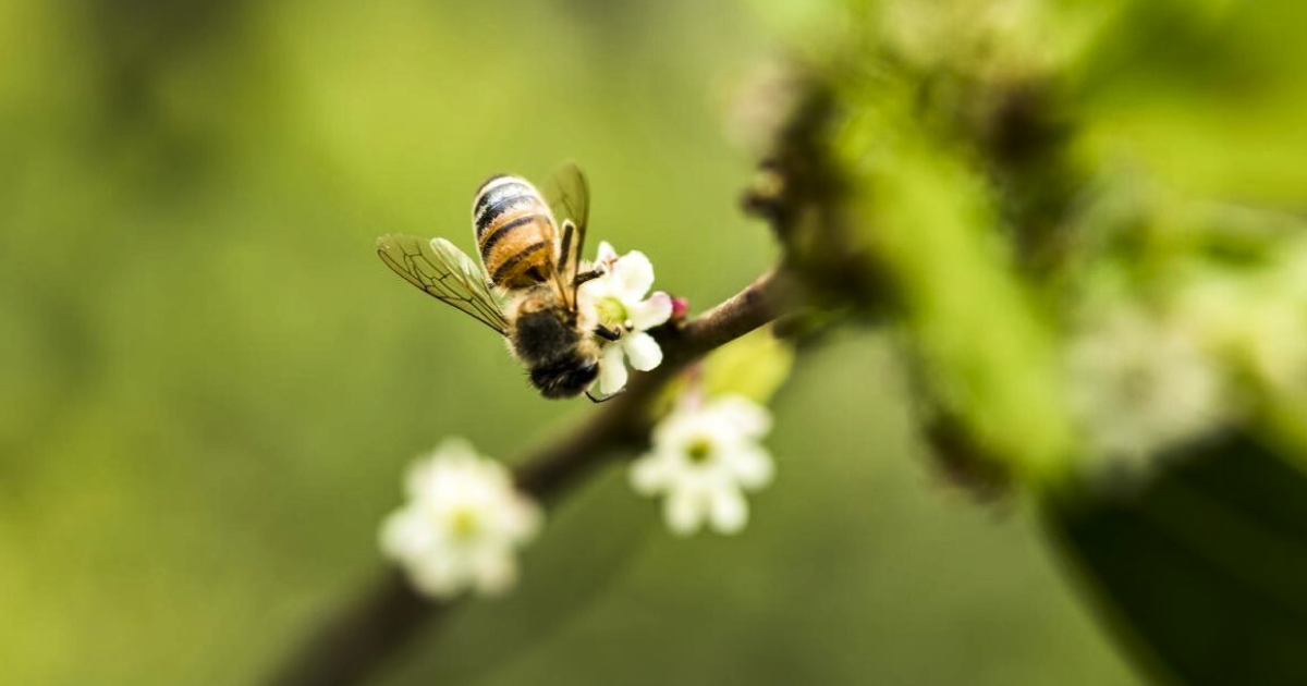 Bee Harmony Honey Curbside