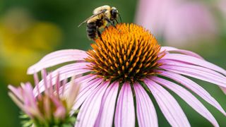 Bee pollinating beautiful purple light flower