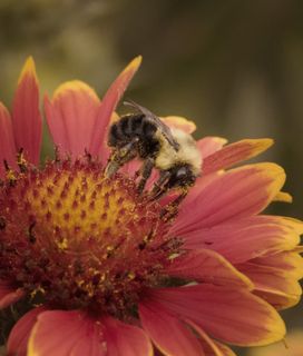 Fuzzy bumblebee foraging a blanket flower