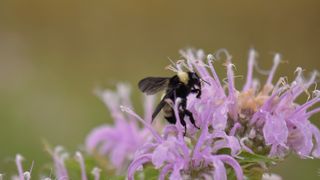 Yellow and black striped bumblebee forages on purple wild bergamot flower
