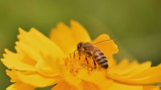 Honeybee forages a bright yellow wildflower