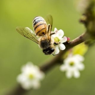 bee and little flower
