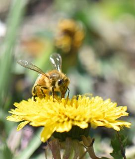 bee pollinating dandelion